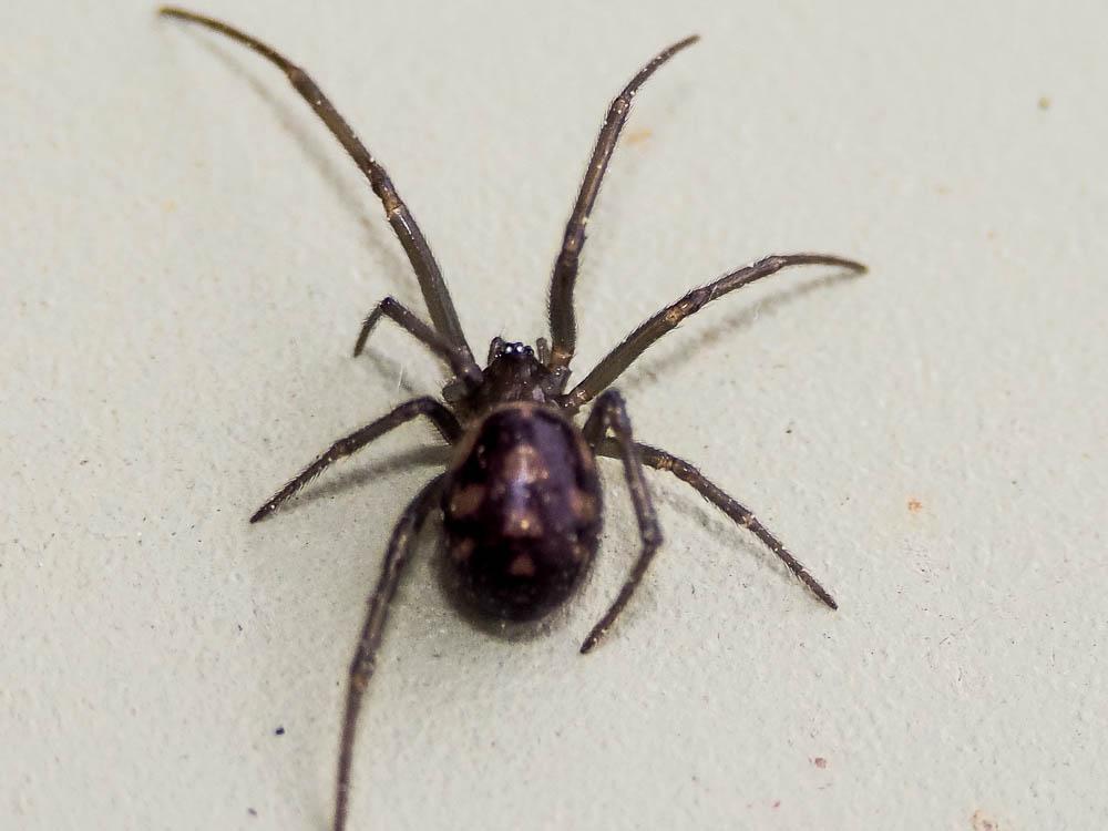 Stéatode domestique Steatoda grossa (C.L. Koch, 1838)