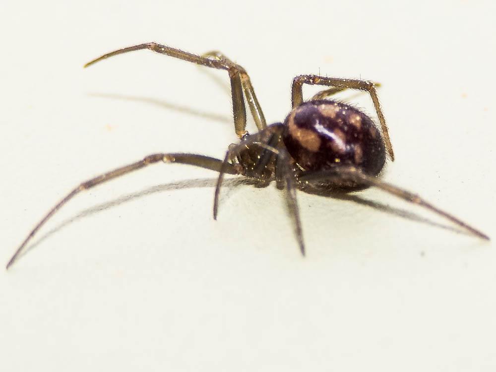 Stéatode domestique Steatoda grossa (C.L. Koch, 1838)