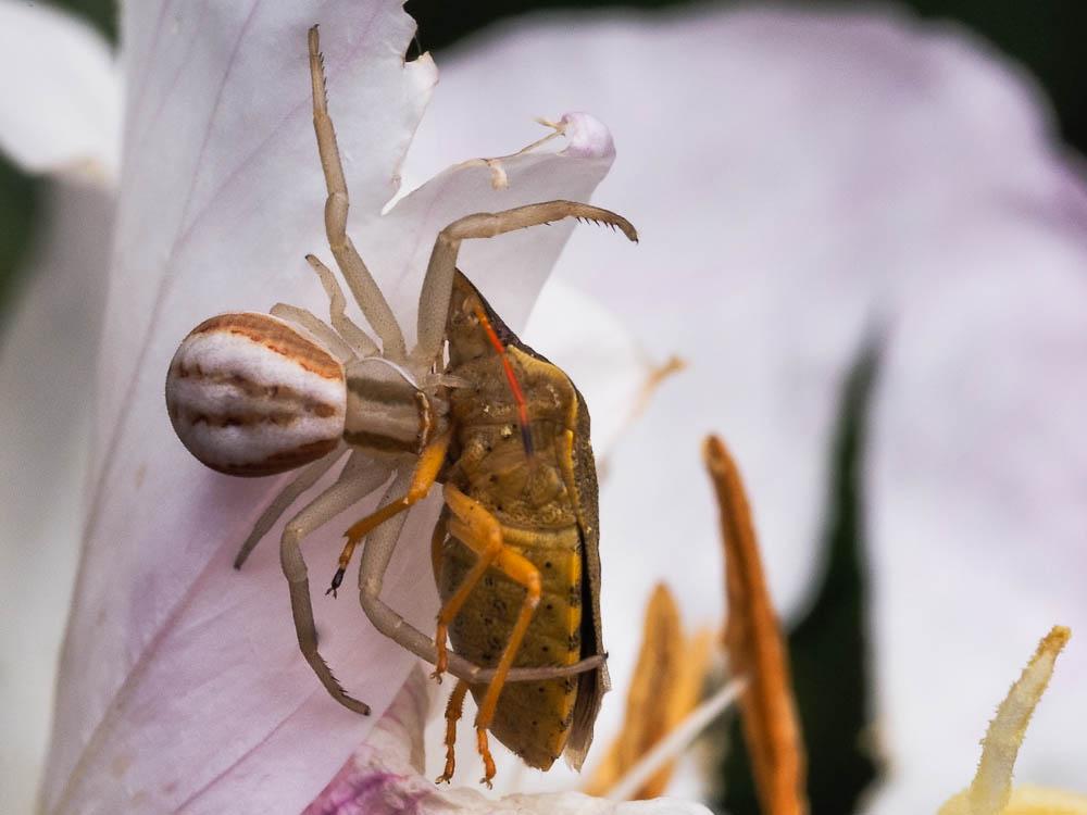Thomise rayé Runcinia grammica (C.L. Koch, 1837)