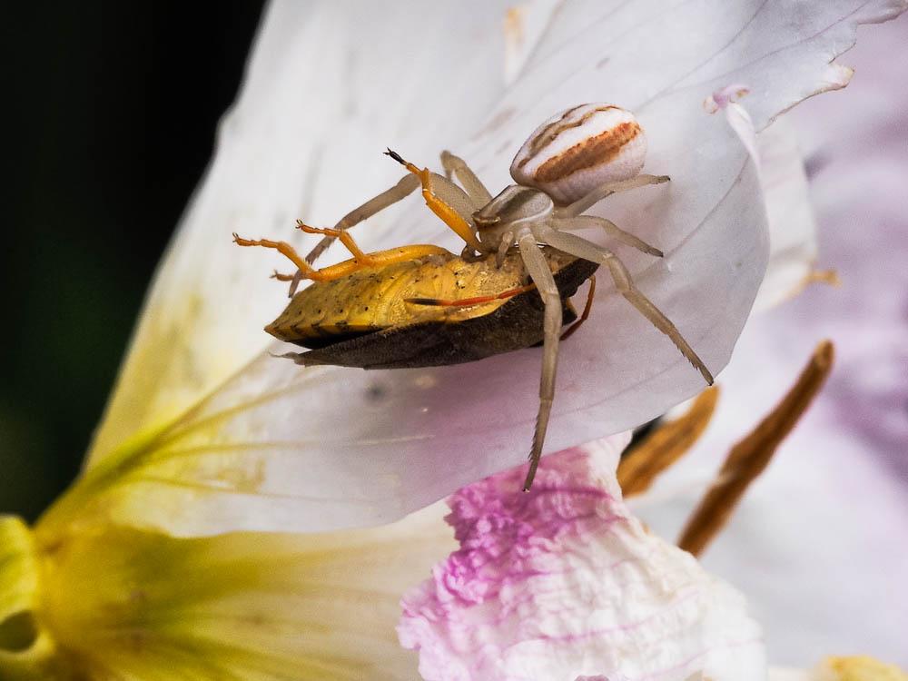 Thomise rayé Runcinia grammica (C.L. Koch, 1837)