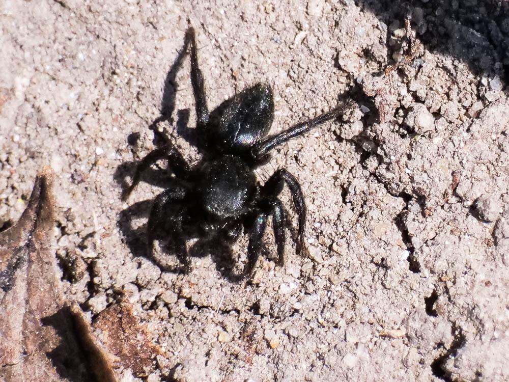 Phlegra fasciata (Hahn, 1826)