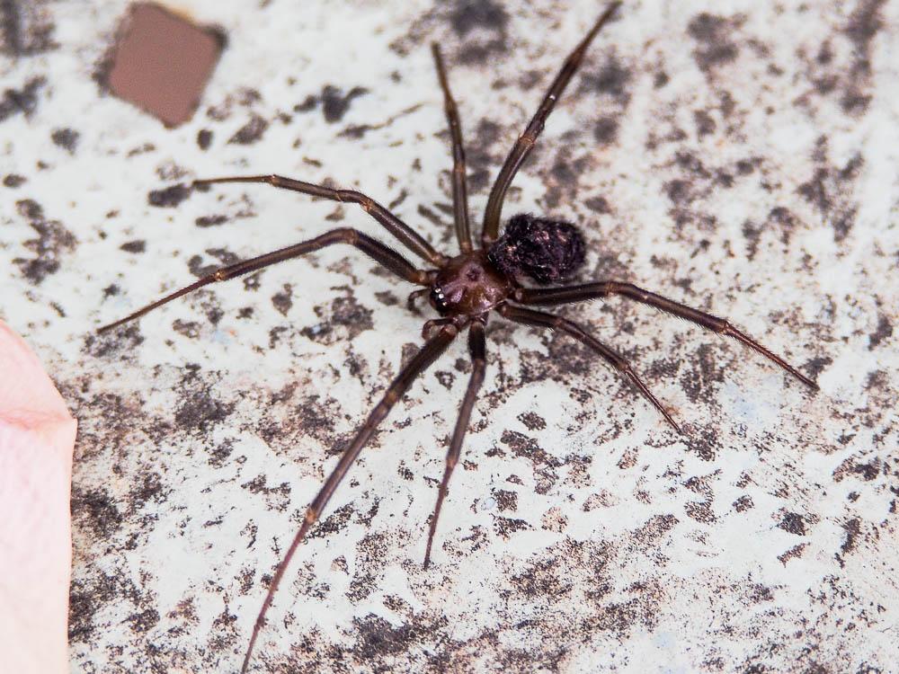 Stéatode domestique Steatoda grossa (C.L. Koch, 1838)