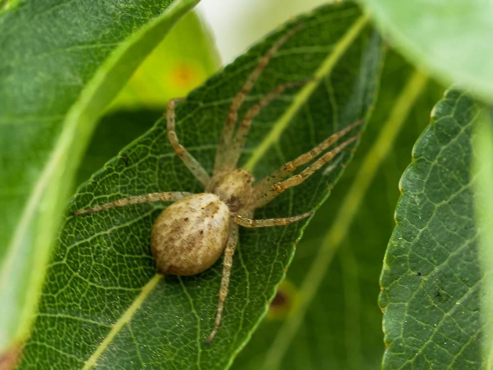  Philodromus 