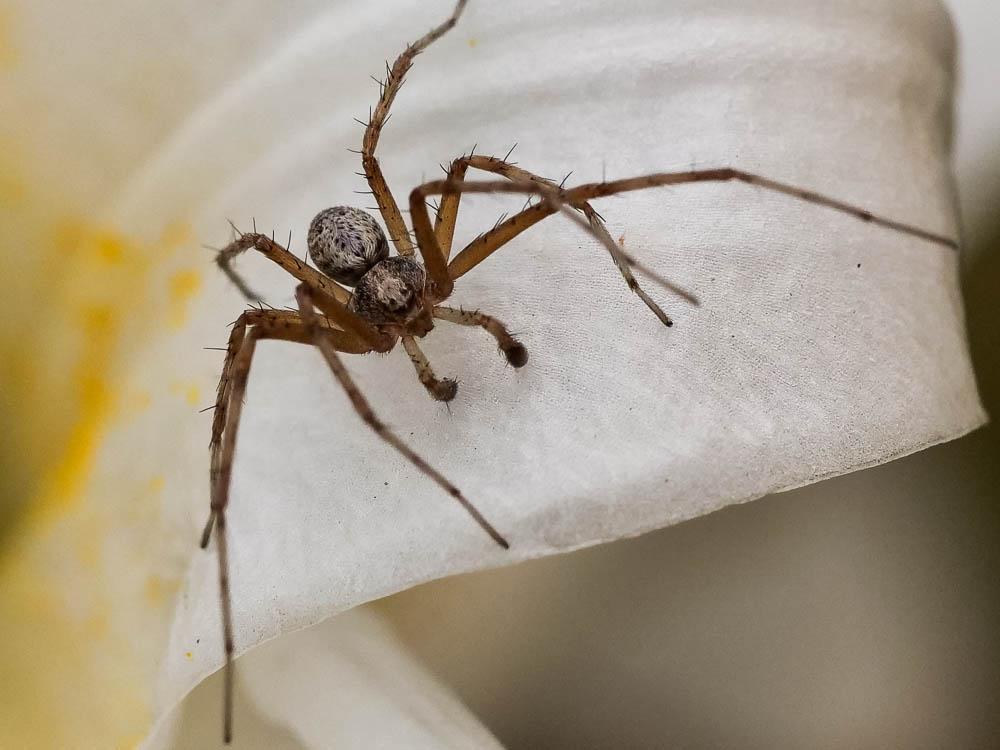  Philodromus 