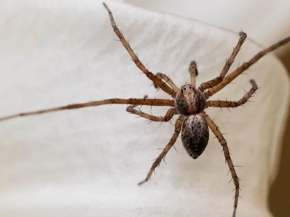 Philodromus 