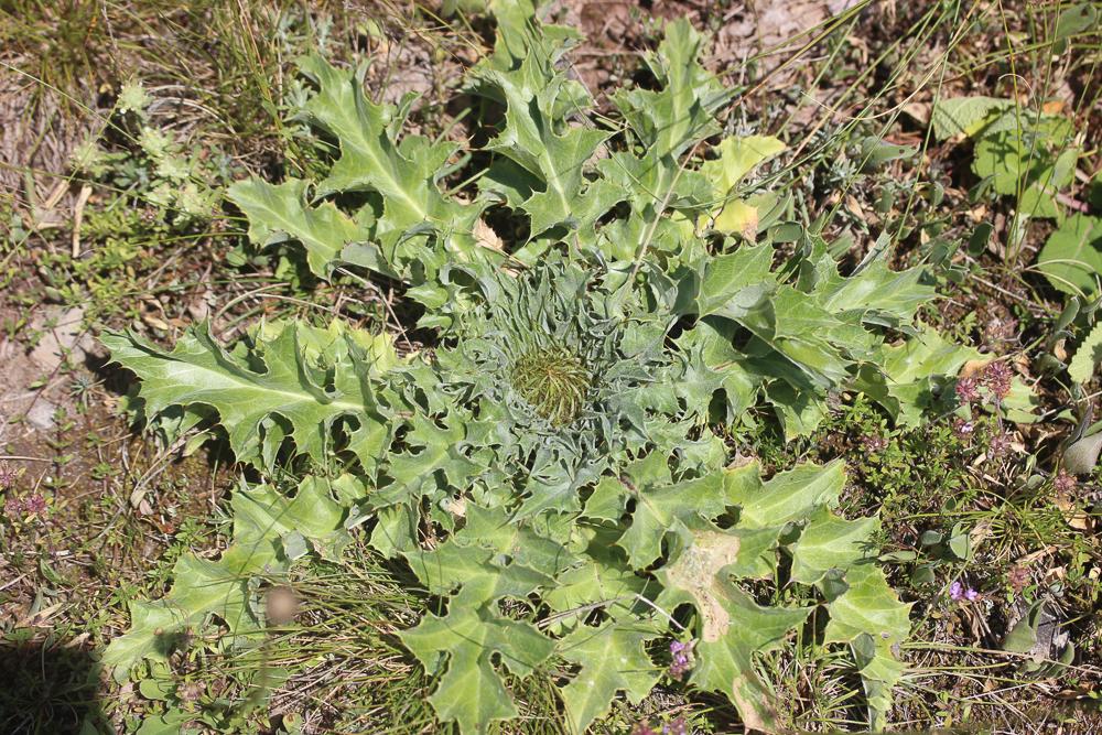 Carline à feuilles d'acanthe, Chardousse, Cardabel Carlina acanthifolia All., 1773