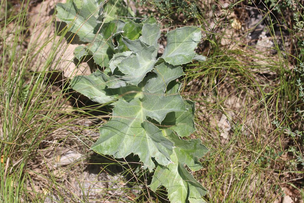 Carline à feuilles d'acanthe, Chardousse, Cardabel Carlina acanthifolia All., 1773