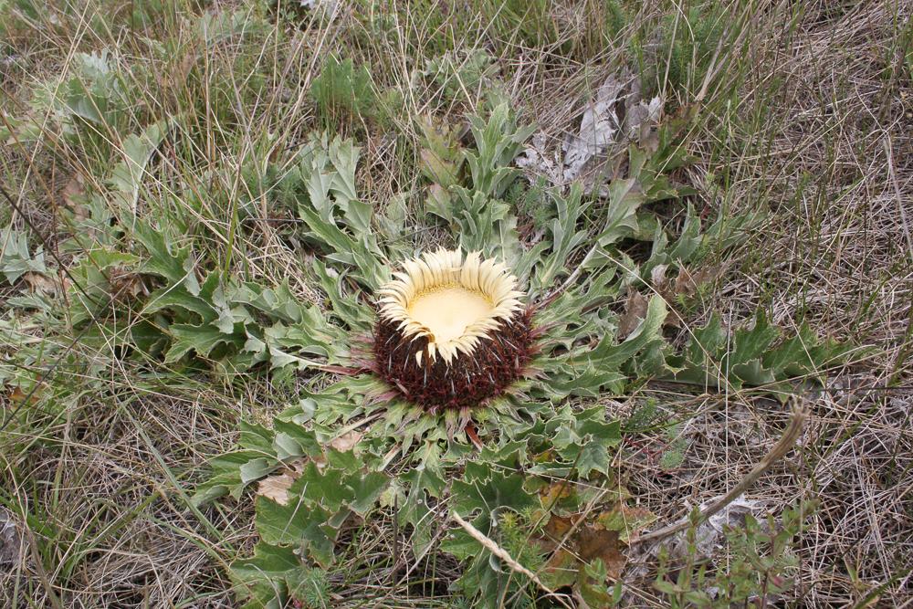 Carline à feuilles d'acanthe, Chardousse, Cardabel Carlina acanthifolia All., 1773