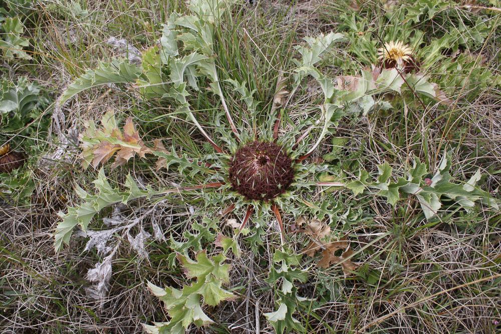 Carline à feuilles d'acanthe, Chardousse, Cardabel Carlina acanthifolia All., 1773