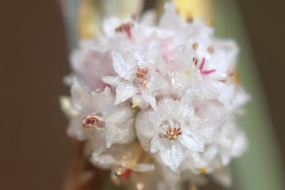 Cuscute à petites fleurs Cuscuta epithymum (L.) L., 1774