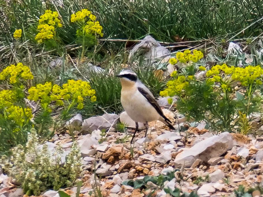 Traquet motteux Oenanthe oenanthe (Linnaeus, 1758)