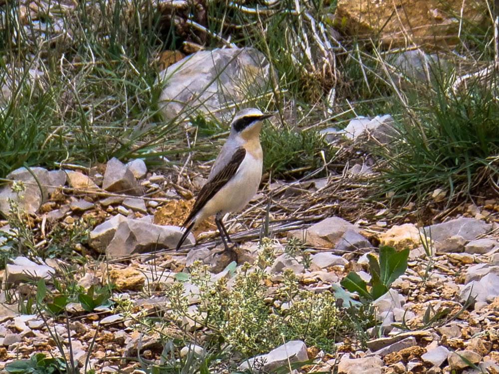 Traquet motteux Oenanthe oenanthe (Linnaeus, 1758)