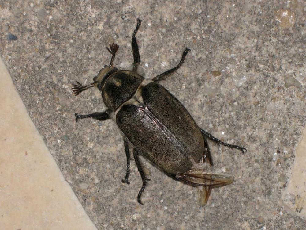  Anoxia villosa (Fabricius, 1782)