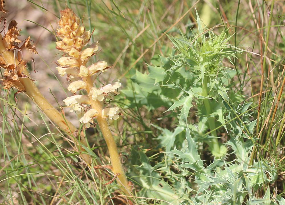 Orobanche violette, Orobanche du Panicaut Orobanche amethystea Thuill., 1799