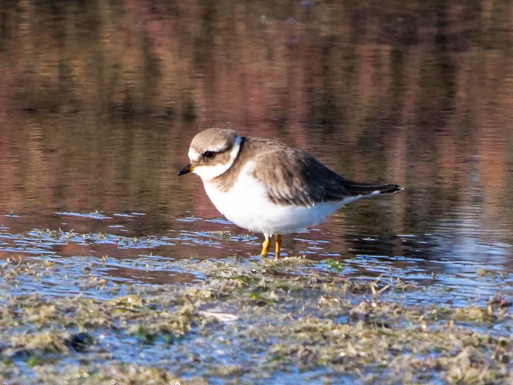 Grand Gravelot Charadrius hiaticula Linnaeus, 1758
