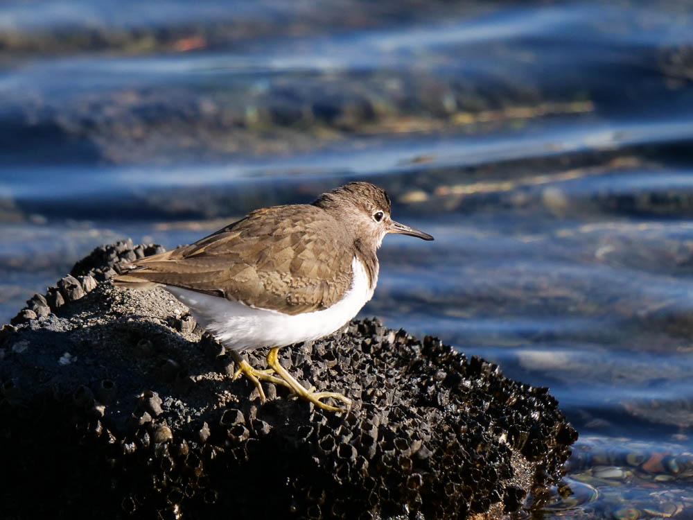 Chevalier guignette Actitis hypoleucos (Linnaeus, 1758)