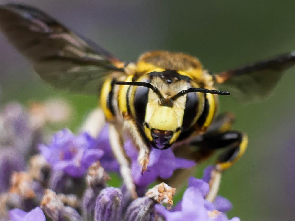  Anthidium florentinum (Fabricius, 1775)