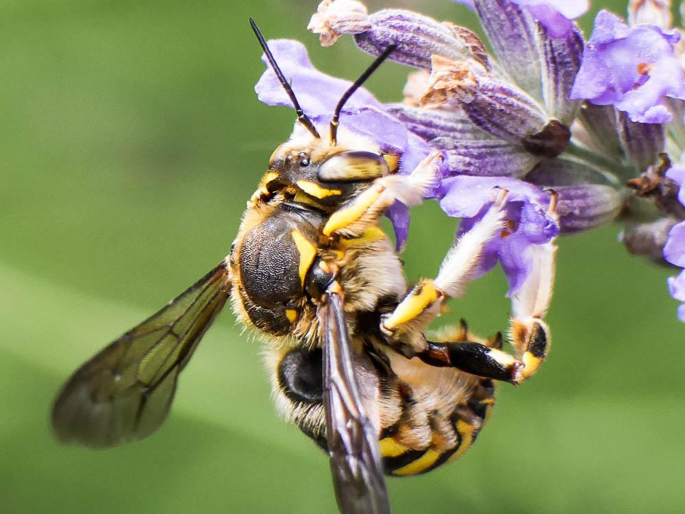  Anthidium florentinum (Fabricius, 1775)