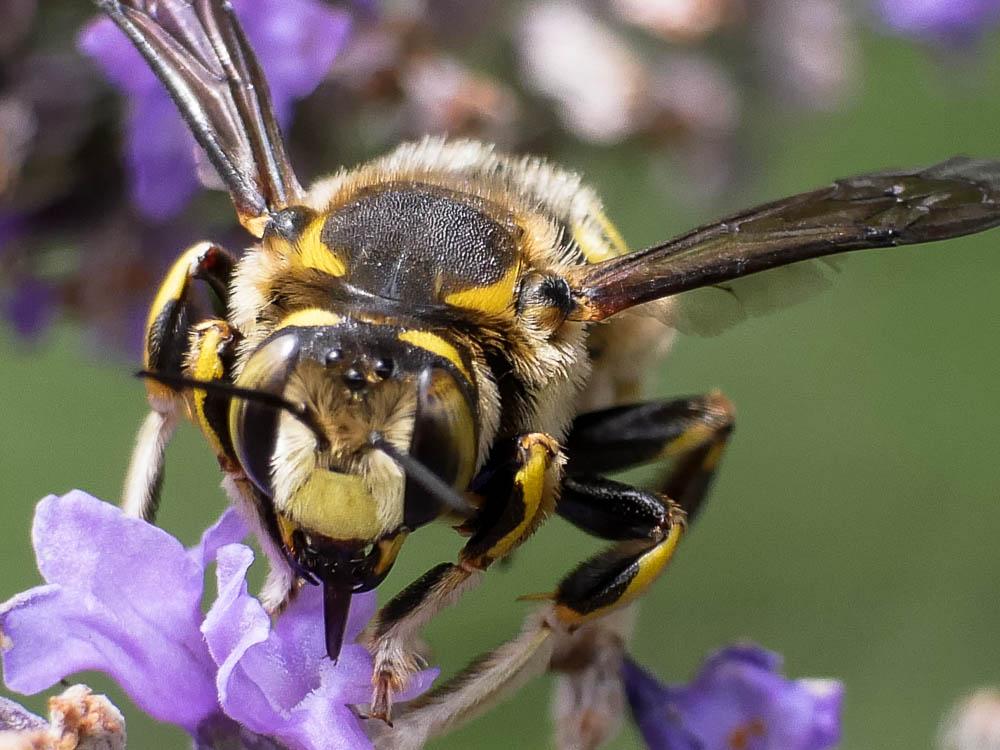 Anthidium florentinum (Fabricius, 1775)