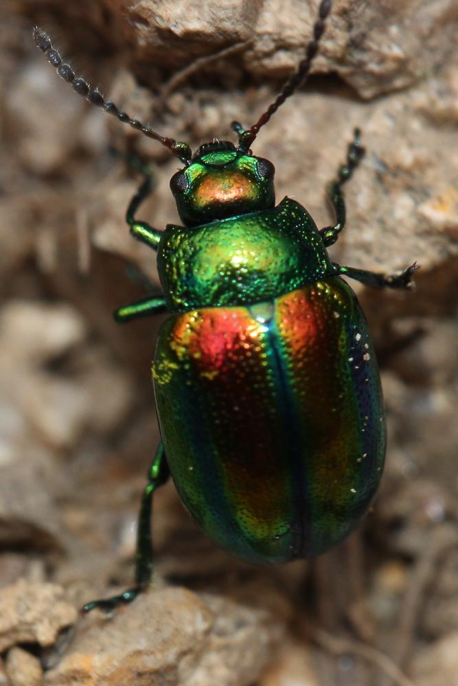Chrysolina fastuosa (Scopoli, 1763)