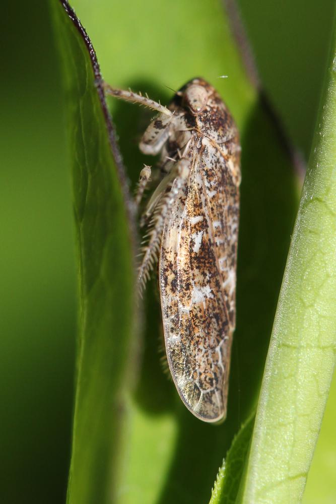 Allygus modestus Scott, 1876