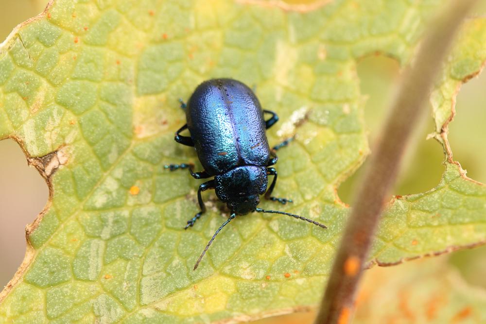Le  Oreina cacaliae (Schrank, 1785)