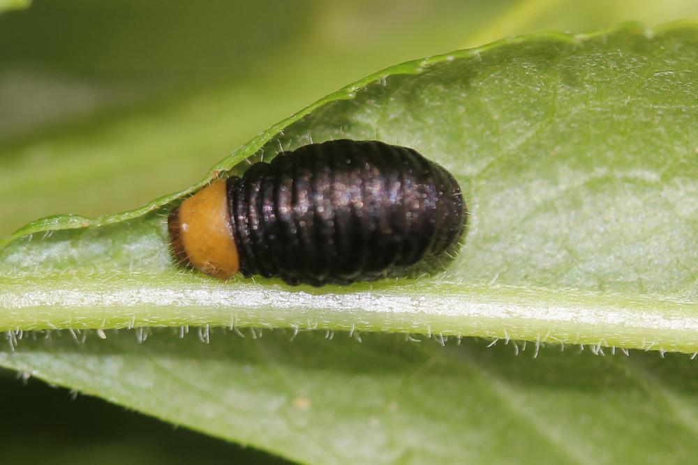 Oreina cacaliae (Schrank, 1785)