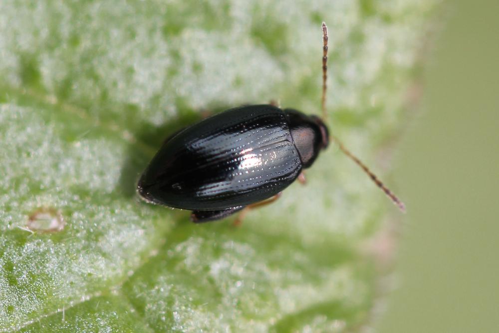 Psylliodes chrysocephala (Linnaeus, 1758)