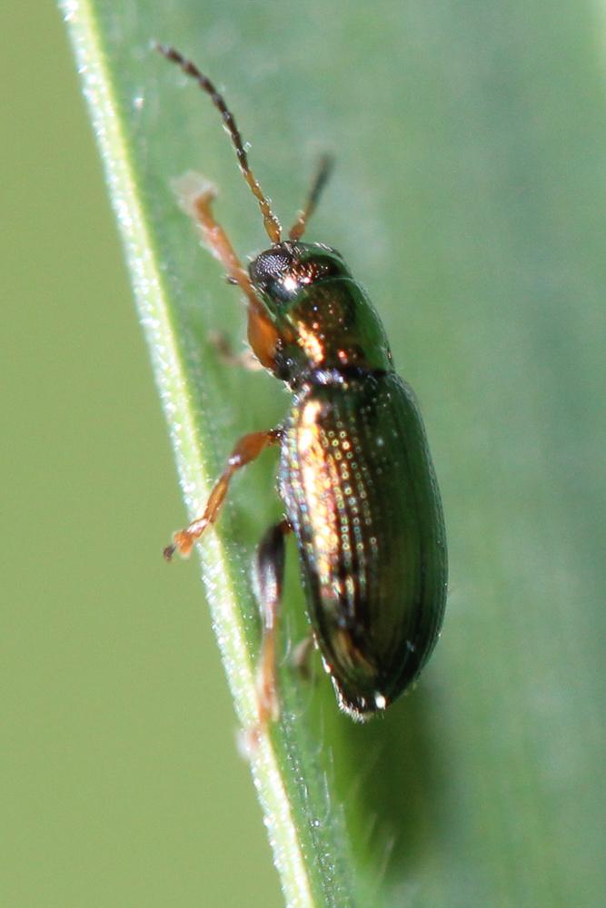 Crepidodera aurata (Marsham, 1802)