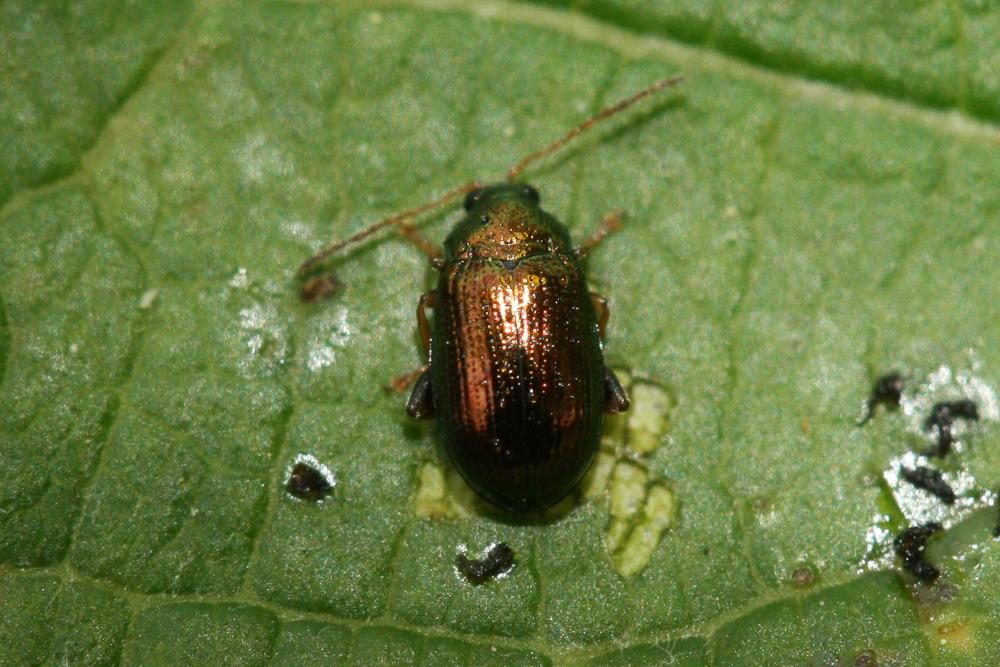 Hippuriphila modeeri (Linnaeus, 1760)