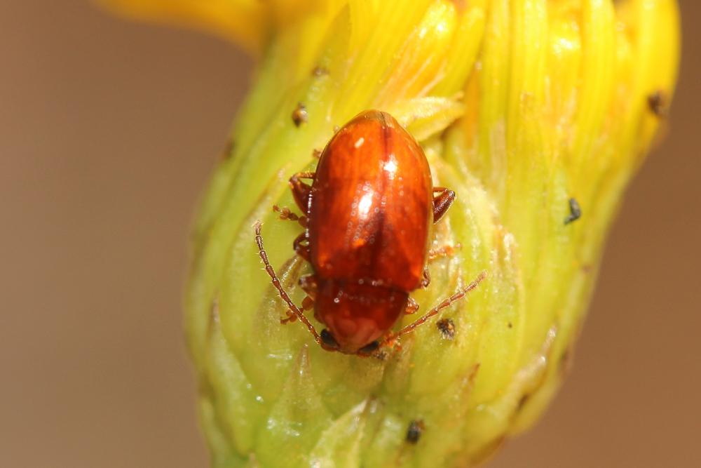 Le  sp. Neocrepidodera Heikertinger, 1911 sp.
