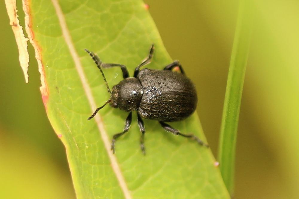 Bromius obscurus (Linnaeus, 1758)