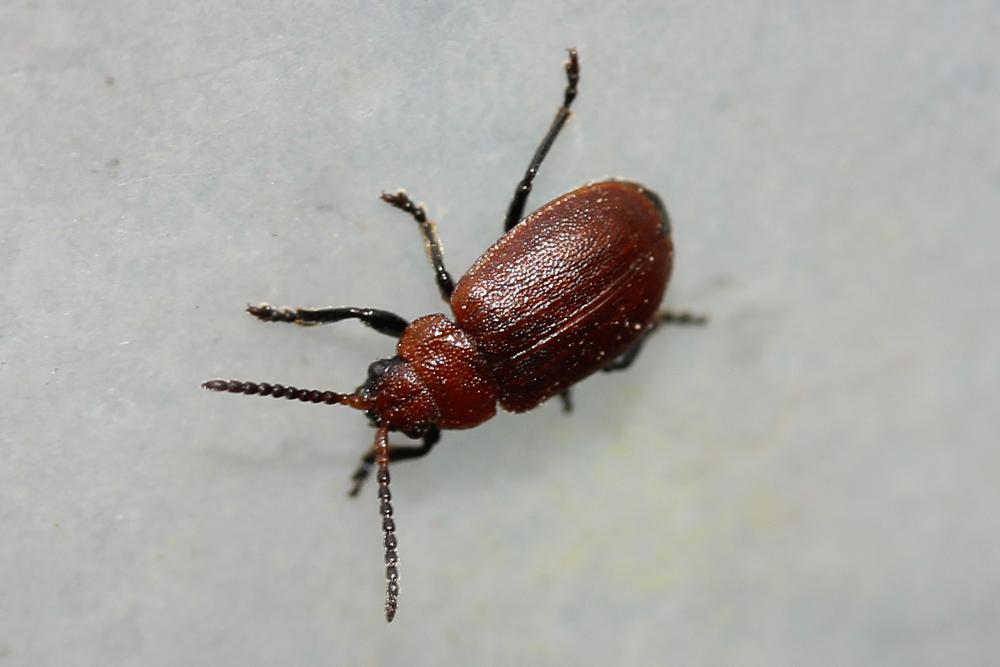  Emarhopa rufa (Germar, 1824)