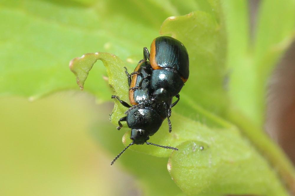 Prasocuris glabra (Herbst, 1783)