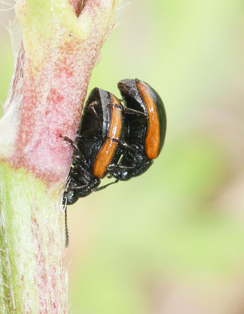 Prasocuris glabra (Herbst, 1783)