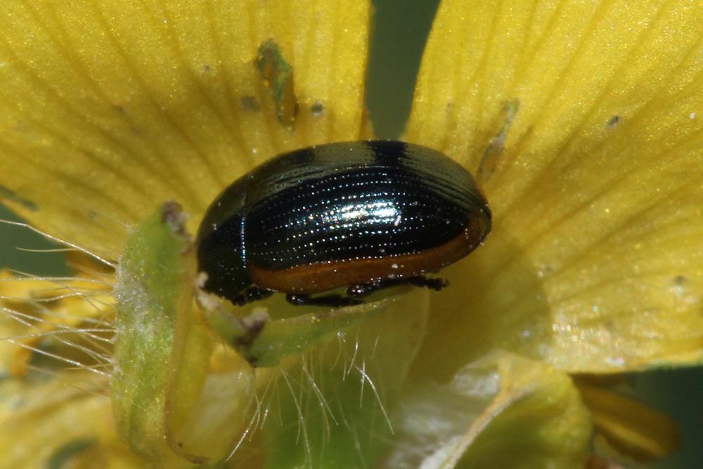 Prasocuris glabra (Herbst, 1783)