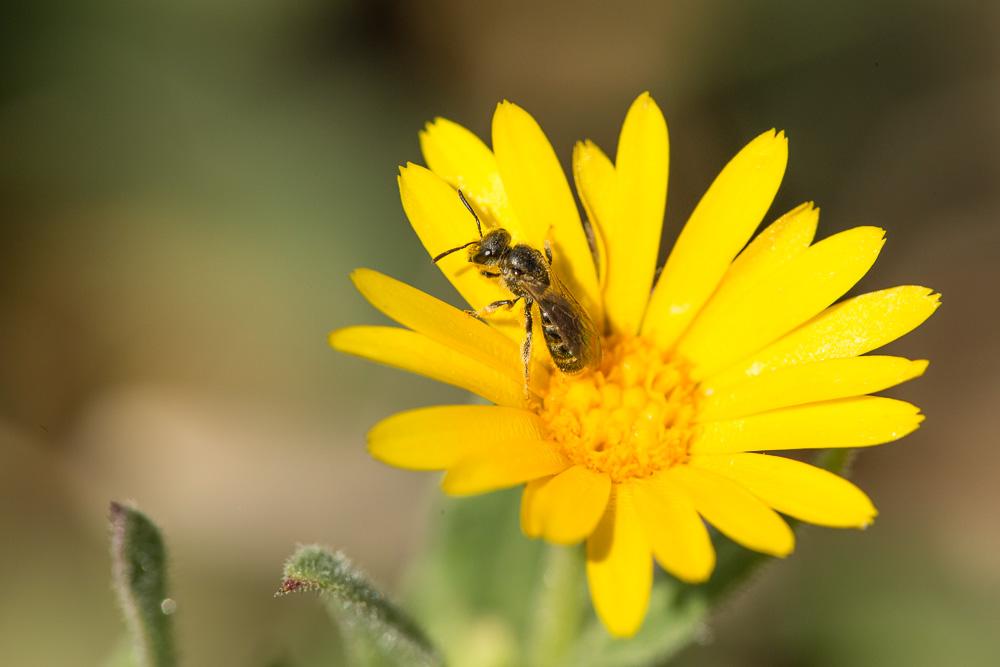  Lasioglossum Curtis, 1833