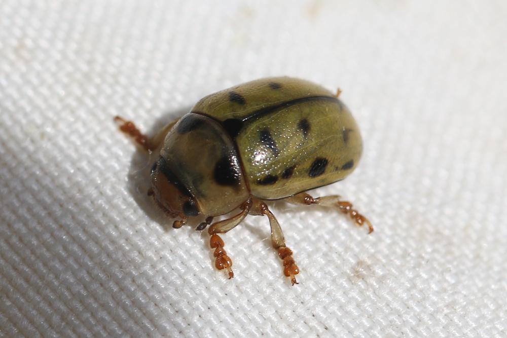 Gonioctena variabilis (Olivier, 1790)
