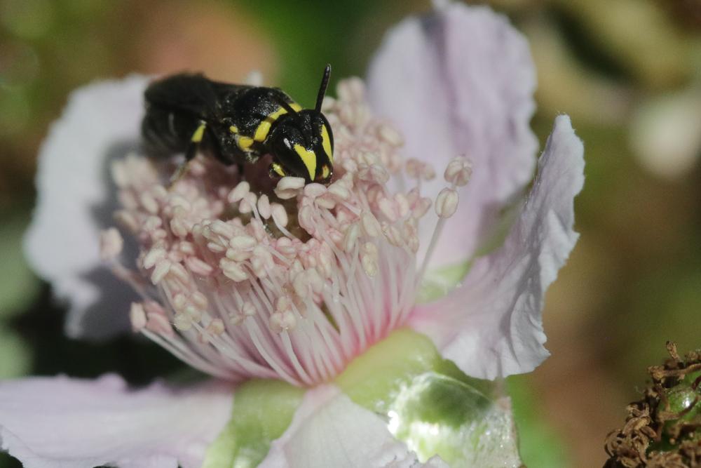 Hylaeus pictus (Smith, 1853)