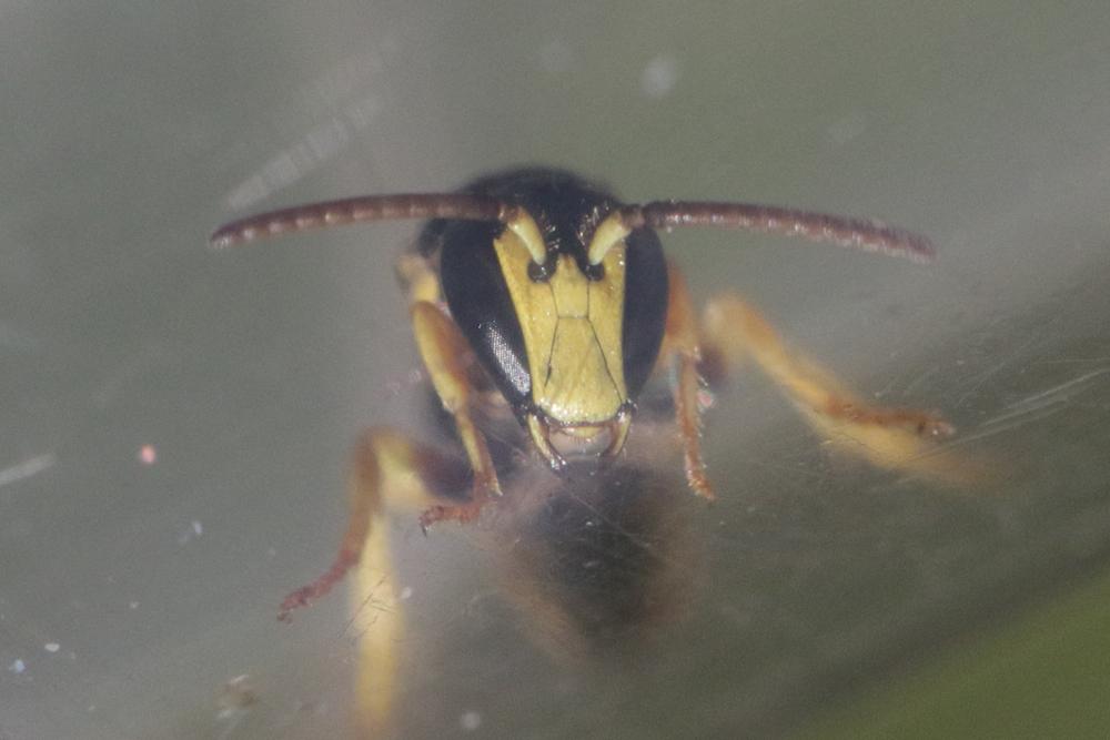 Hylaeus pictus (Smith, 1853)