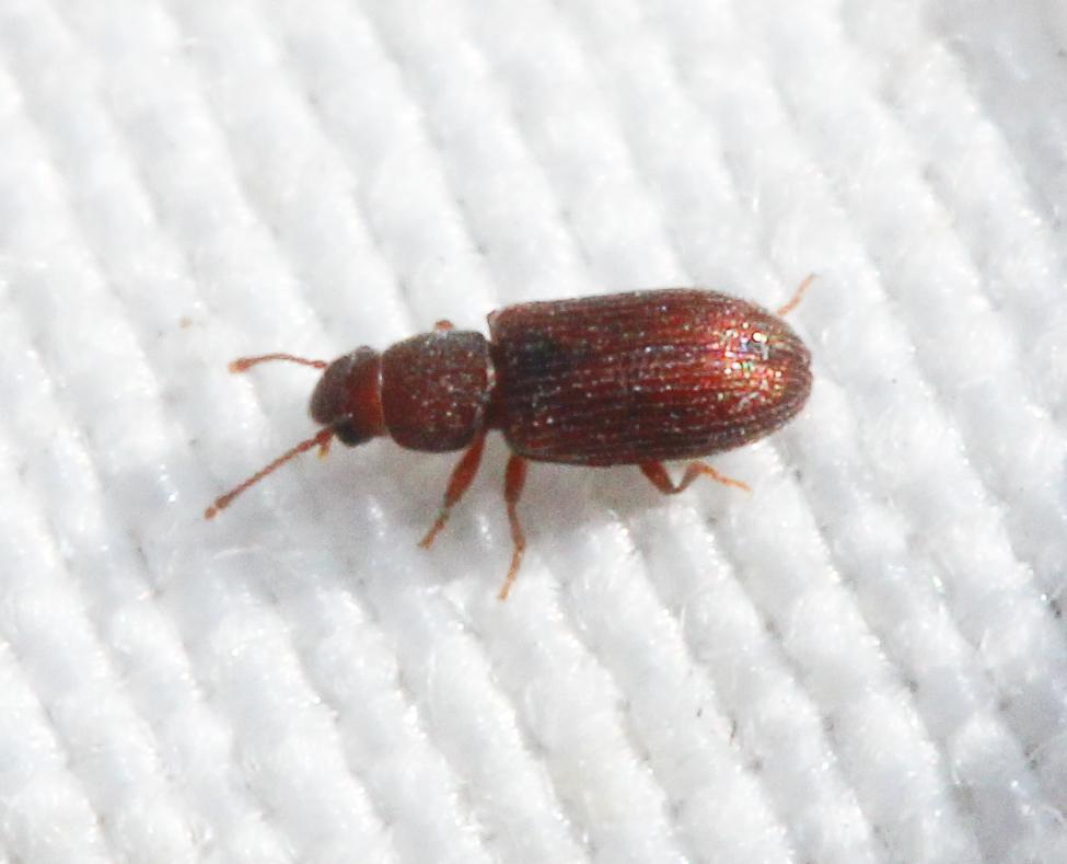 Berginus tamarisci Wollaston, 1854