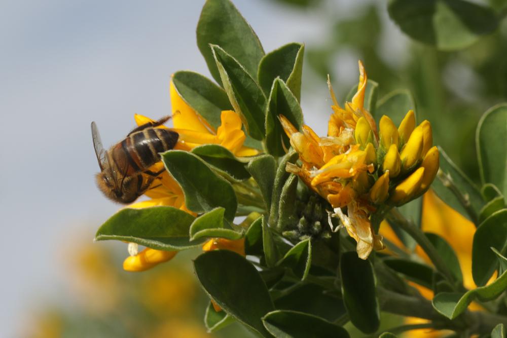 Abeille domestique, Abeille européenne, Abeille me Apis mellifera Linnaeus, 1758