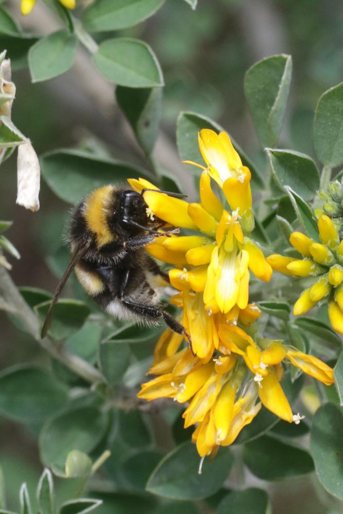 Bourdon terrestre (Le) Bombus terrestris (Linnaeus, 1758)