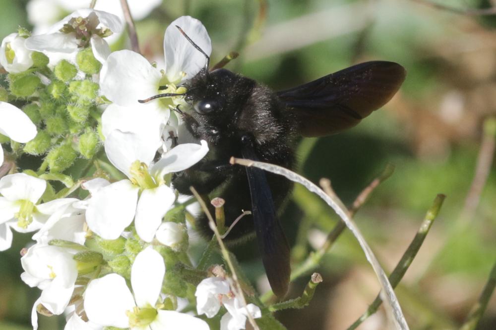Abeille charpentière, Xylocope violet Xylocopa violacea (Linnaeus, 1758)