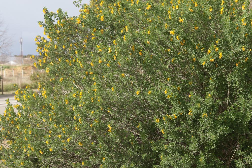 Luzerne en arbre Medicago arborea L., 1753