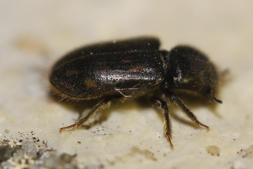 Heterocerus fenestratus (Thunberg, 1784)