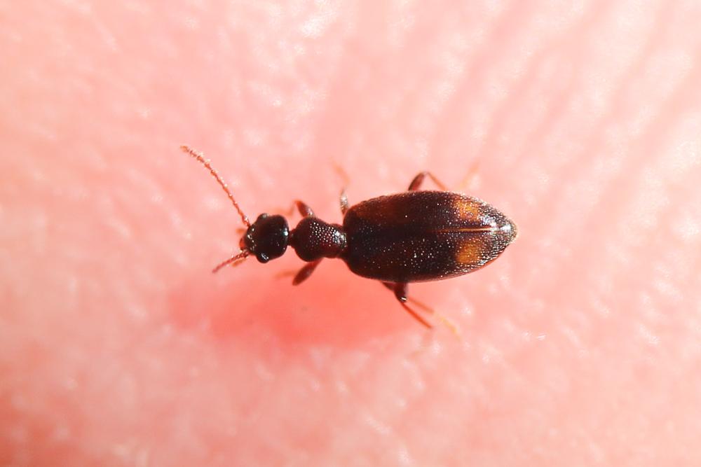  Cordicollis instabilis instabilis (W.L.E. Schmidt, 1842)