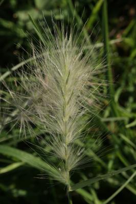 Pennisetum hérissé Cenchrus longisetus M.C.Johnst., 1963