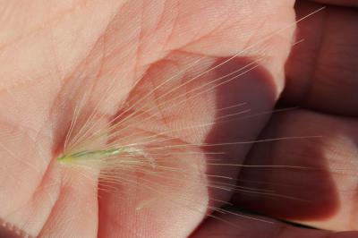 Pennisetum hérissé Cenchrus longisetus M.C.Johnst., 1963