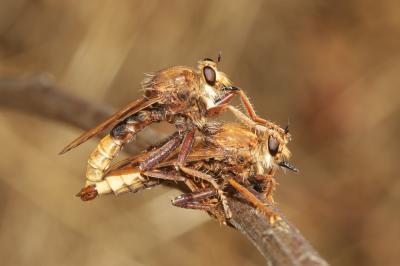 Asile frelon, Asilide frelon Asilus crabroniformis Linnaeus, 1758